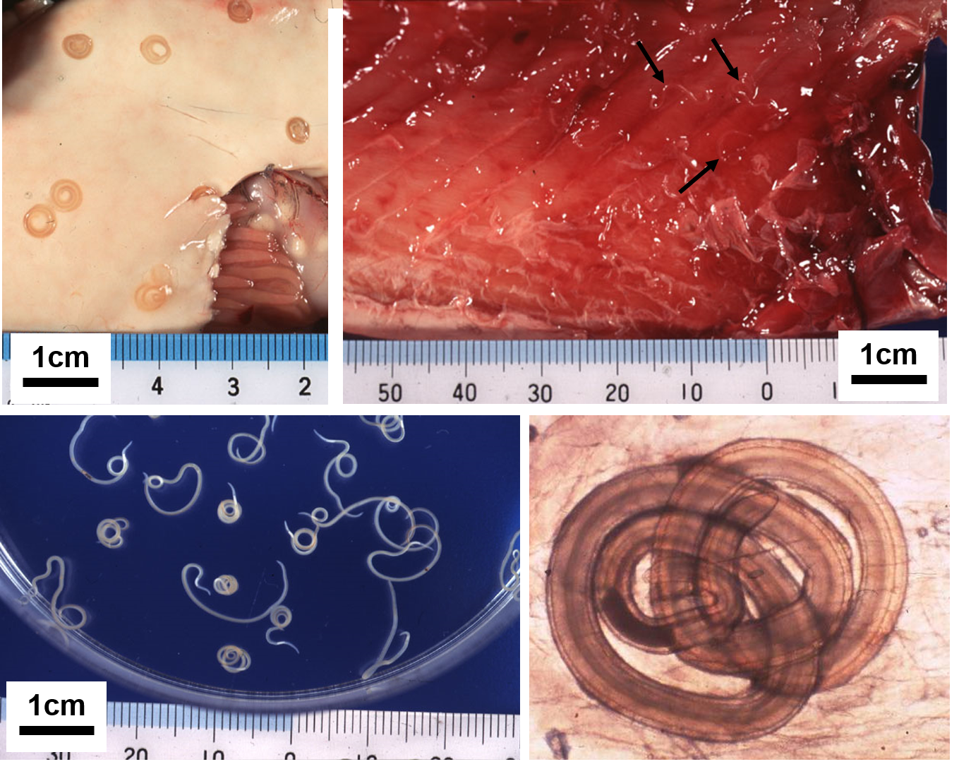 魚に寄生するアニサキス幼虫の画像