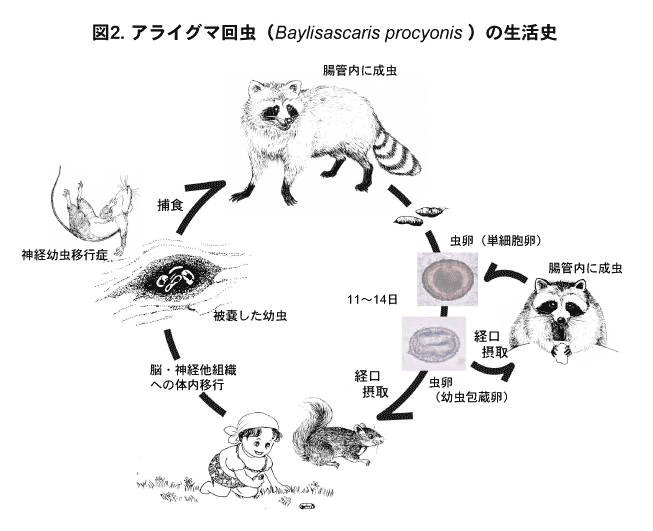 アライグマ回虫の生活史の画像