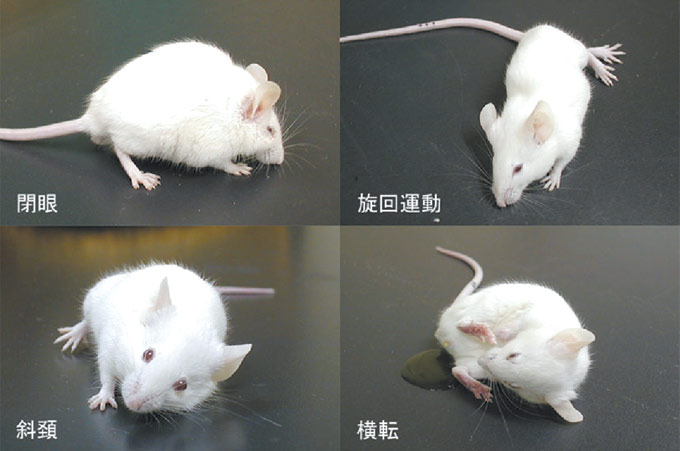 アライグマ回虫実験感染マウスの症状の画像
