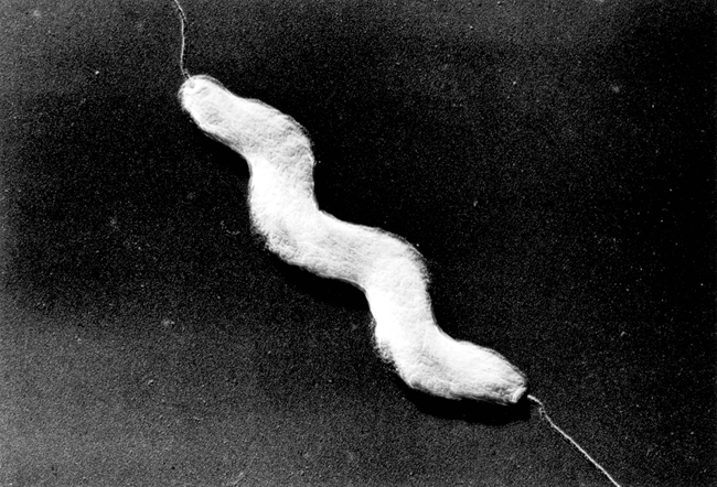 Campylobacter jejuniの電子顕微鏡像の画像