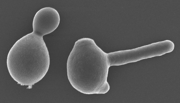 Candida albicansの画像