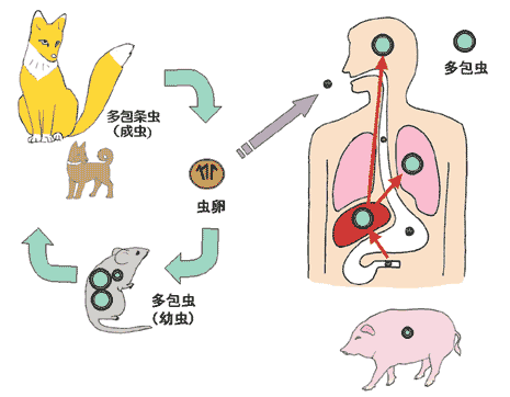 多包性エキノコックス症の感染サイクルを示す図。キツネ（黄色）から排出された多包虫（成虫）の虫卵が、ネズミ（灰色）に感染して多包虫（幼虫）となる生活環が矢印で示されている。人体への感染経路も示され、感染すると肝臓を中心に複数の部位（脳、肺など）に病巣が広がることが図示されている。豚のイラストも含まれている。それぞれのイラストはシンプルな線画でカラフルに描かれている。