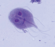 Giardia lambliaの栄養型虫体ギムザ染色像の画像