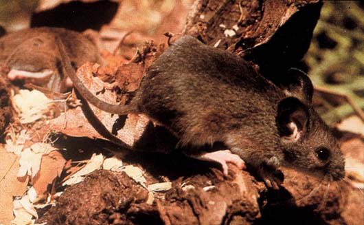 野外で撮影されたシカネズミの写真。暗褐色の毛並みを持つネズミが、枯れ木や落ち葉が散らばる地面の上にいる。