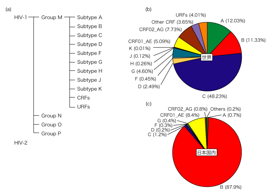 (a)HIVの分類。(b)2004年から2007年に報告された世界のHIV-1サブタイプ/CRF分布。（Hemelaarら, AIDS, 2011, 25: 679-689の図を改変。）の画像