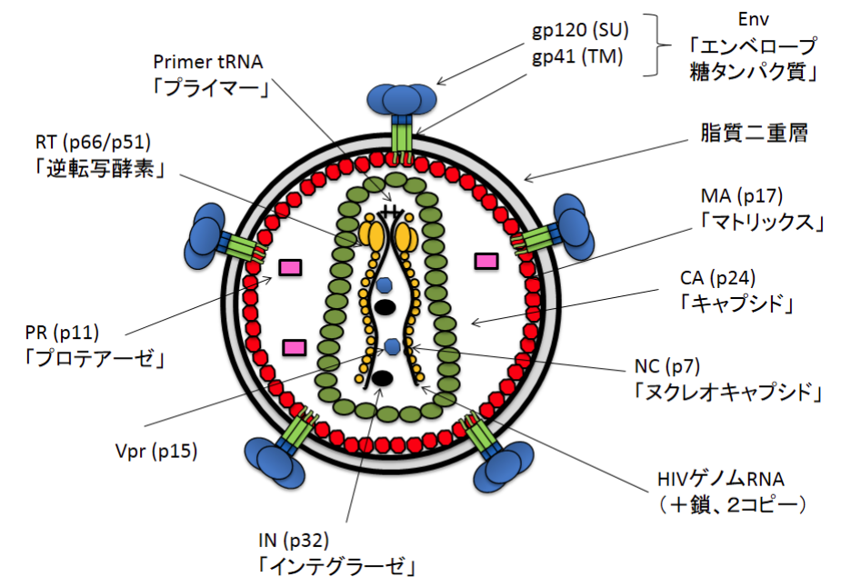 HIV粒子の構造（模式図）。HIV遺伝子と遺伝子産物（この図では、HIV-1）の構造と構成を模式的に示す。の画像