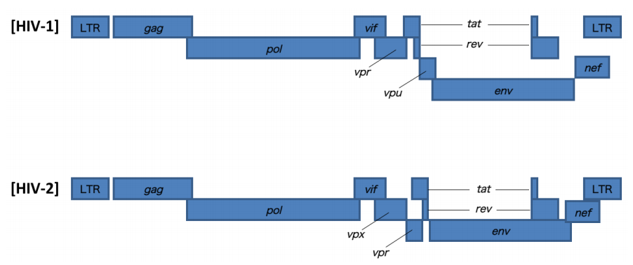 HIV遺伝子の構造。HIVは血清学的・遺伝学的性状の異なるHIV-1とHIV-2に大別される。の画像
