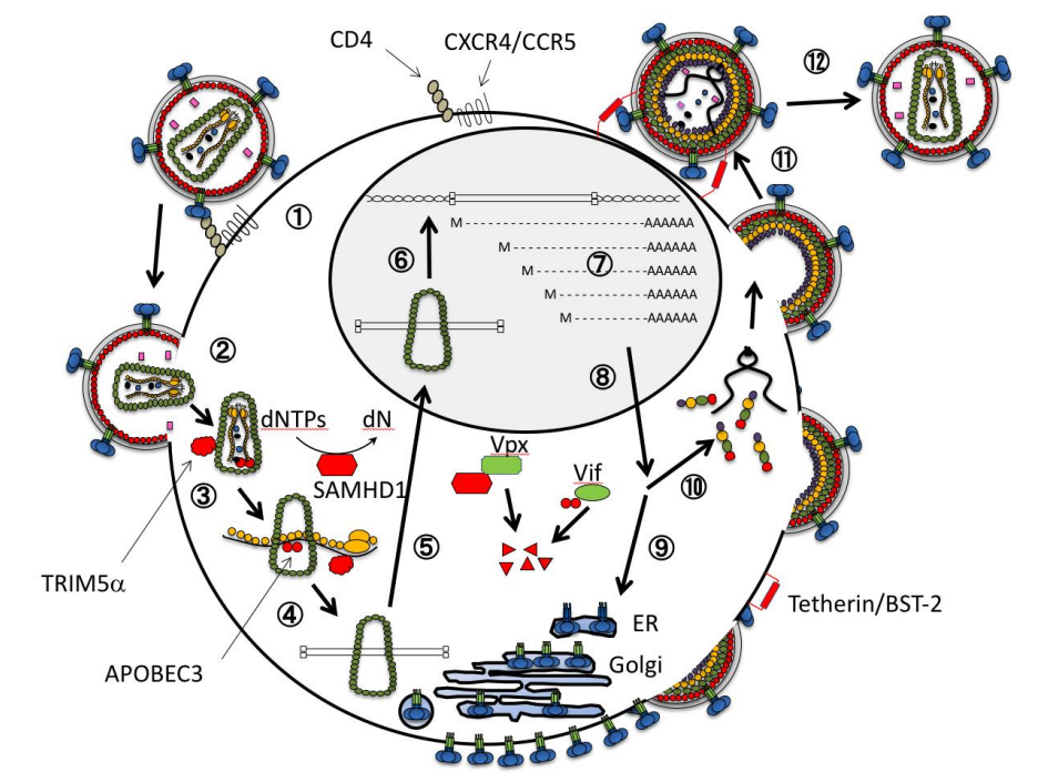 HIVの複製サイクルと宿主細胞の感染抑制因子。の画像
