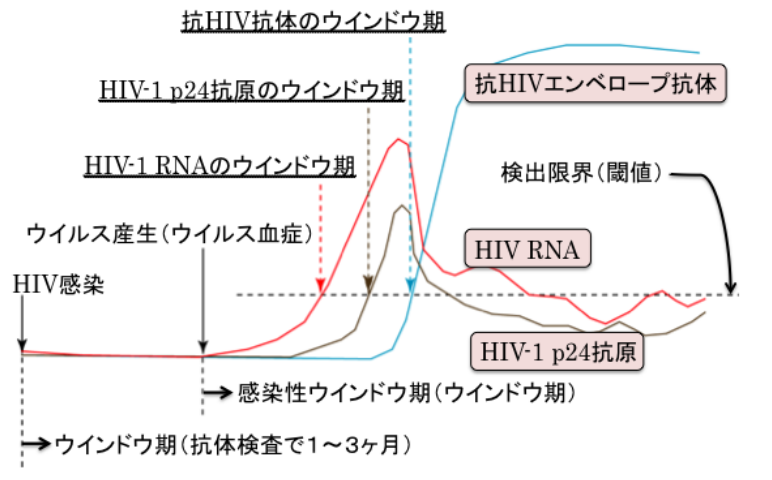 HIV感染初期のウイルスマーカーの変化とウインドウ期の画像