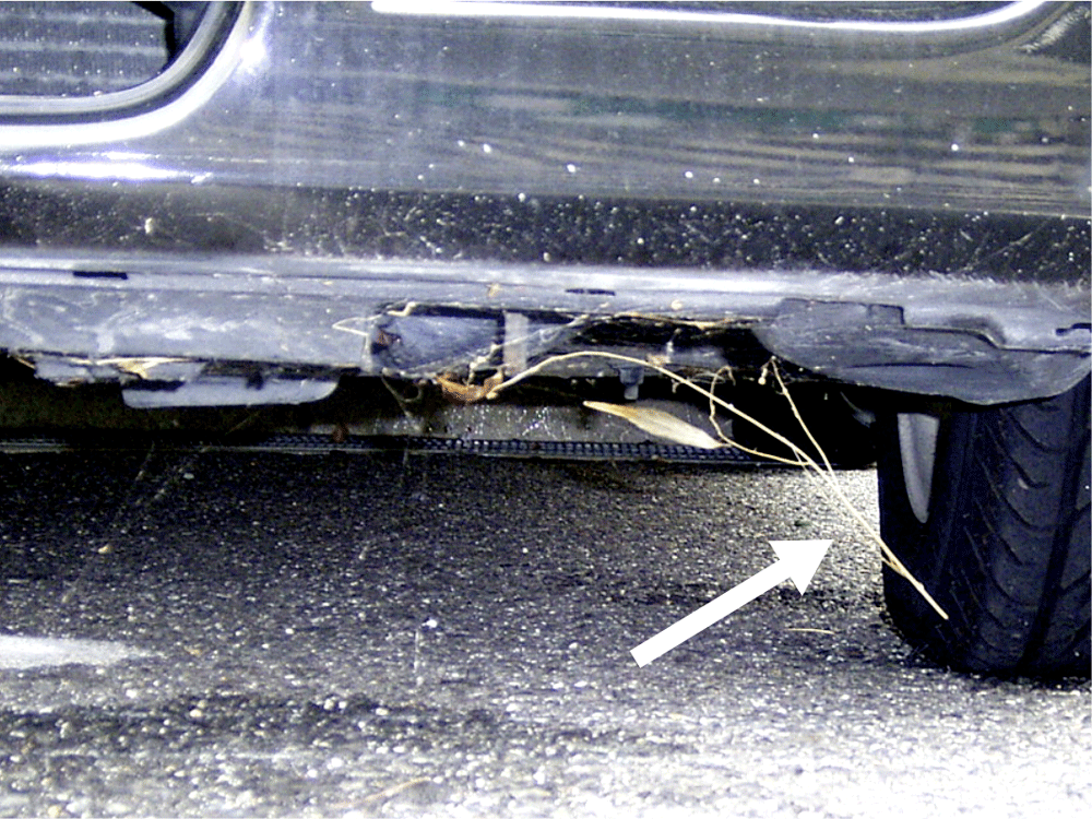 自動車のタイヤ周辺に見られるセアカゴケグモの巣の画像