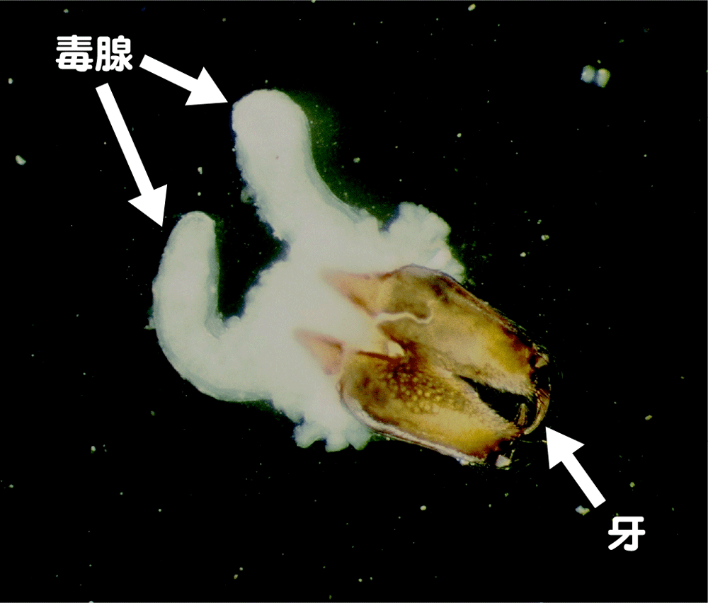 セアカゴケグモの毒腺と牙の画像