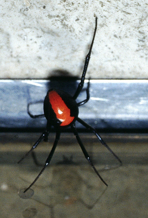 セアカゴケグモの雌成体の画像