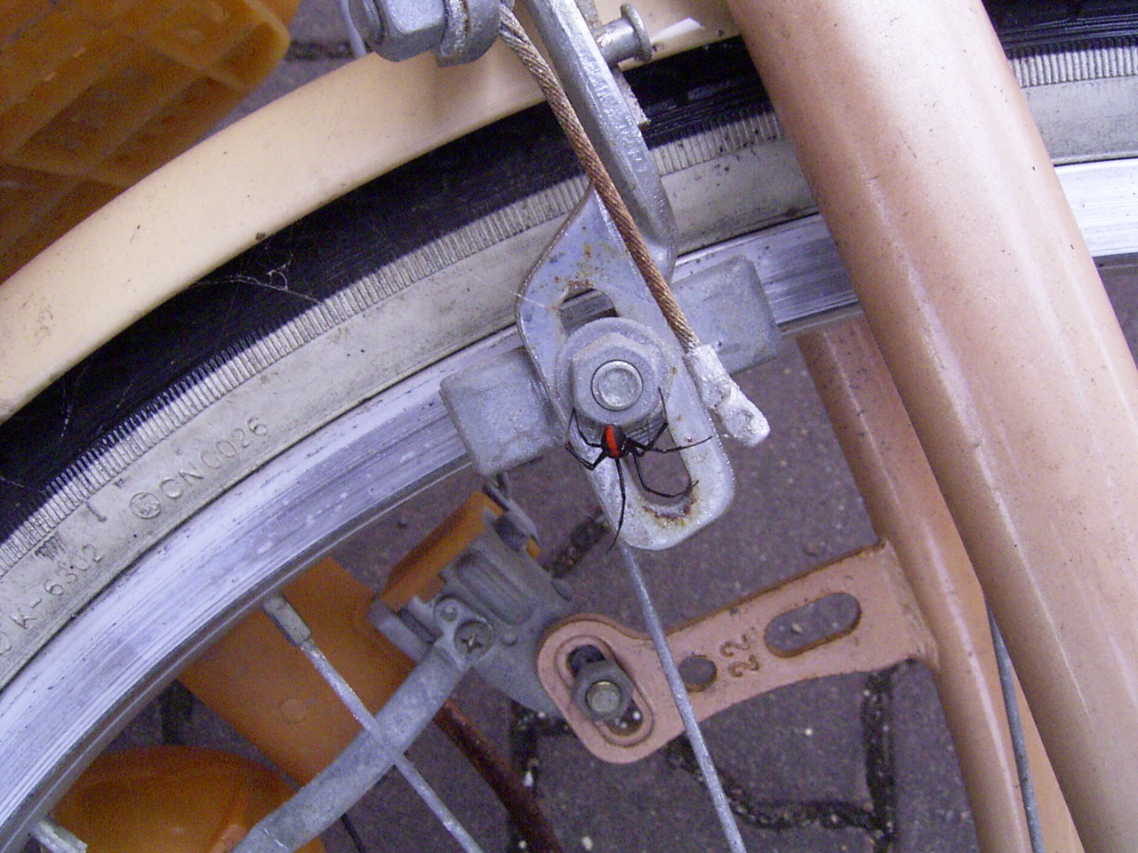 放置自転車のブレーキ部分に見られる雌成体と巣の画像