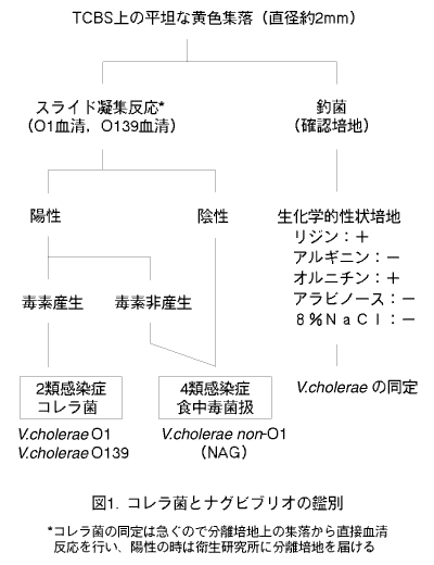 コレラ菌とナグビブリオの鑑別の図の画像