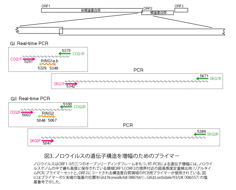 ノロウイルスの遺伝子構造と増幅のためのプライマーの画像