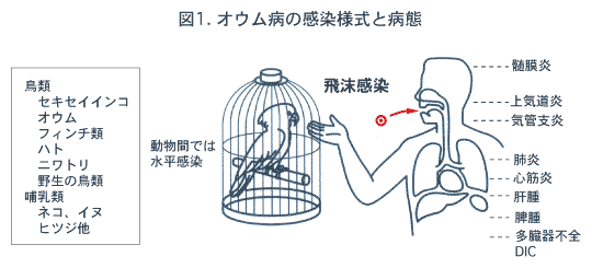 オウム病の感染様式と病態の画像