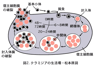 クラミジアの生活環&minus;松本原図の画像