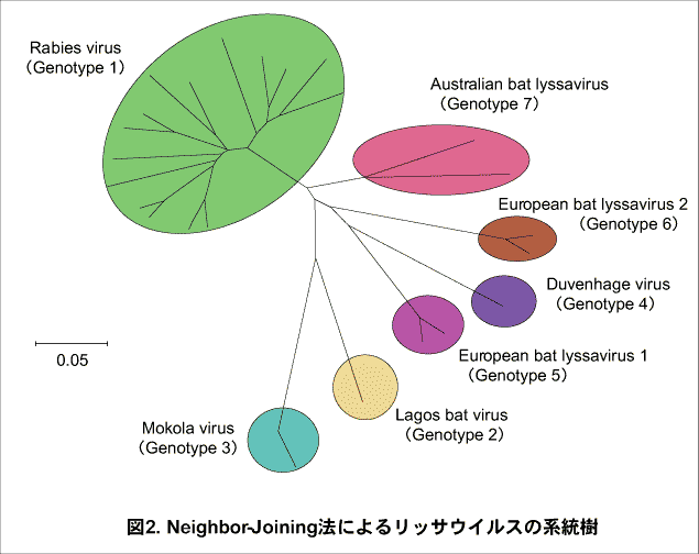 Neighbor-Joining法によるリッサウイルスの系統の画像
