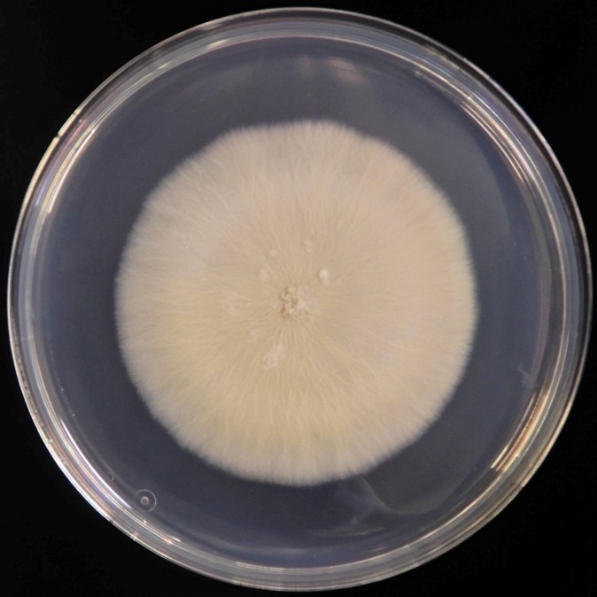 Fig. Sarocladium kilienseコロニー像 (ポテトデキストロース寒天培地、30℃、18日間培養)