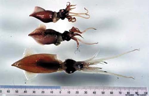 写真1.ホタルイカ（上二つはボイルしたもの）の画像