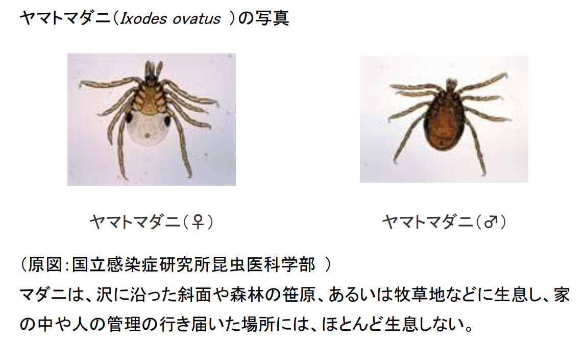 ヤマトマダニの写真と説明の画像