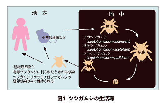 ツツガムシの生活環の画像