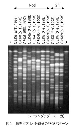 腸炎ビブリオ分離株のPFGEパターンの画像