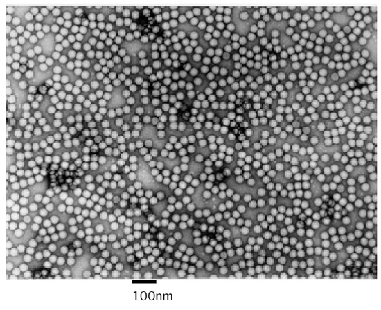 精製A型肝炎ウイルス（HAV）の電子顕微鏡像