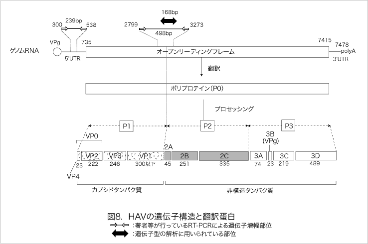 A型肝炎ウイルス（HAV）の遺伝子構造と翻訳蛋白を示す模式図