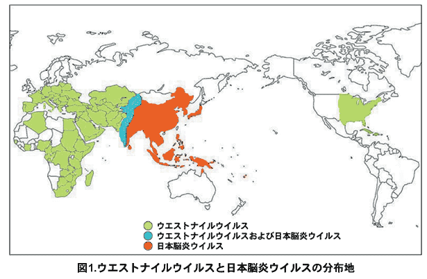 ウエストナイルウイルスと日本脳炎ウイルスの世界分布を示す地図。三色で地域を区分：緑色（ウエストナイルウイルス）は主にヨーロッパ、アフリカ、中央アジアを、青色（ウエストナイルウイルスおよび日本脳炎ウイルス）は南アジアの一部を、オレンジ色（日本脳炎ウイルス）は東アジアと東南アジアを示している。その他の地域（南北アメリカ、オーストラリアなど）は白色で示されている。地図の下部に凡例があり、各色の意味が説明されている。