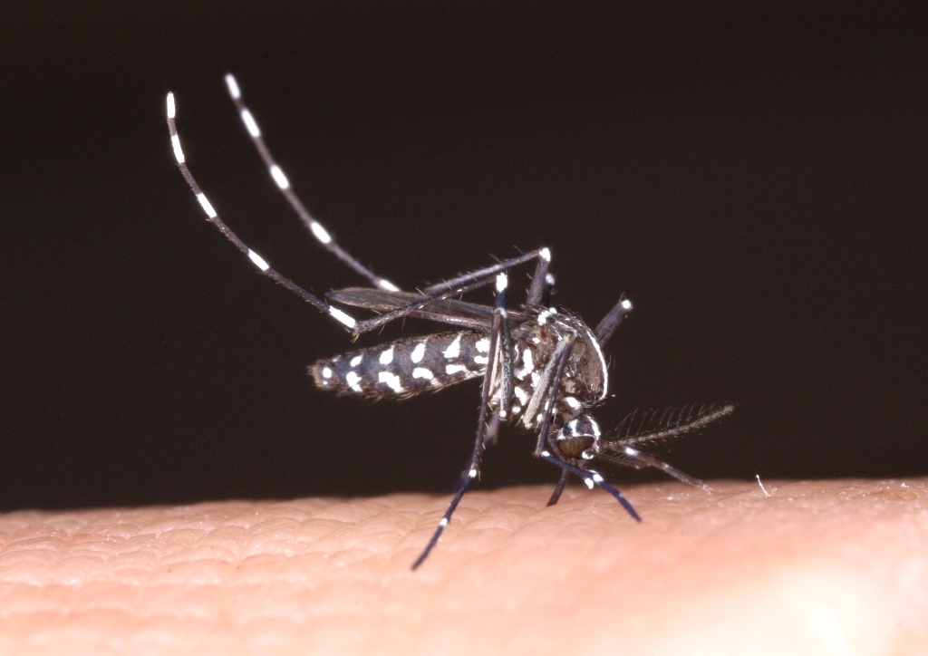 ジカウイルス感染症の画像