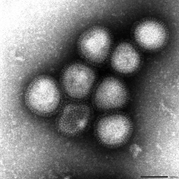 H7N9Anhui1 20130413NIID