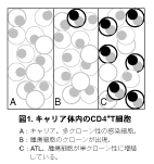 キャリア体内のCD4とT細胞の図の画像