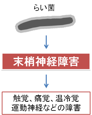 図：らい菌の末しょう神経障害のメカニズムを示したもの、末しょう神経麻痺が起こり障害が生じる