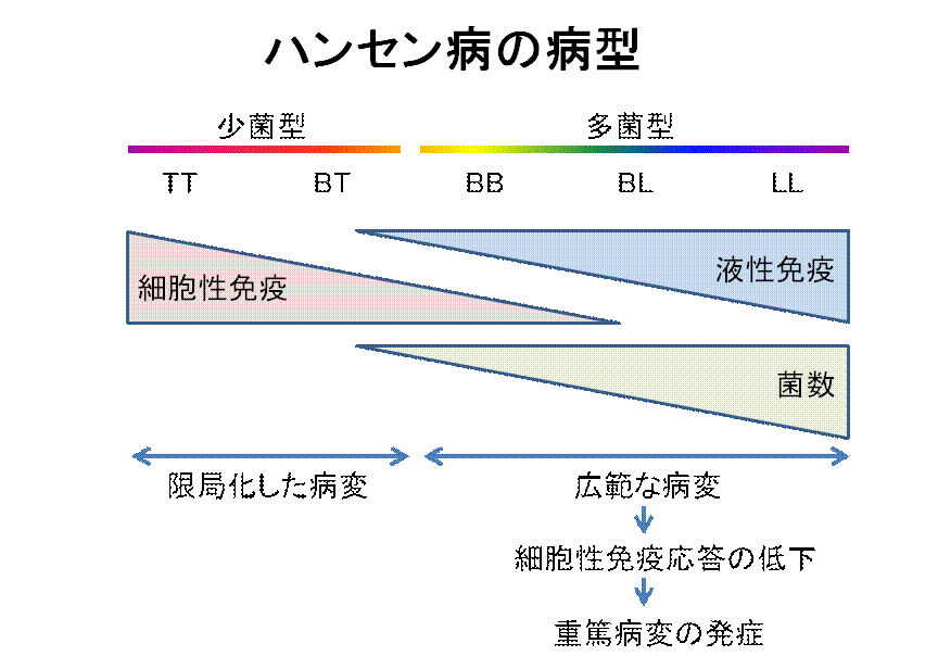 図：ハンセン病の病型について
